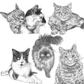 Bespoke Cat Illustration