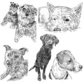 Bespoke Pet Illustration