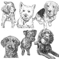 Bespoke Pet Illustration