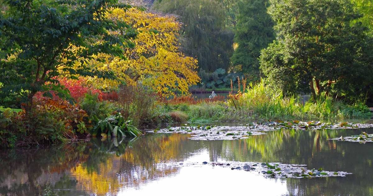 Tales From The Garden February 2022