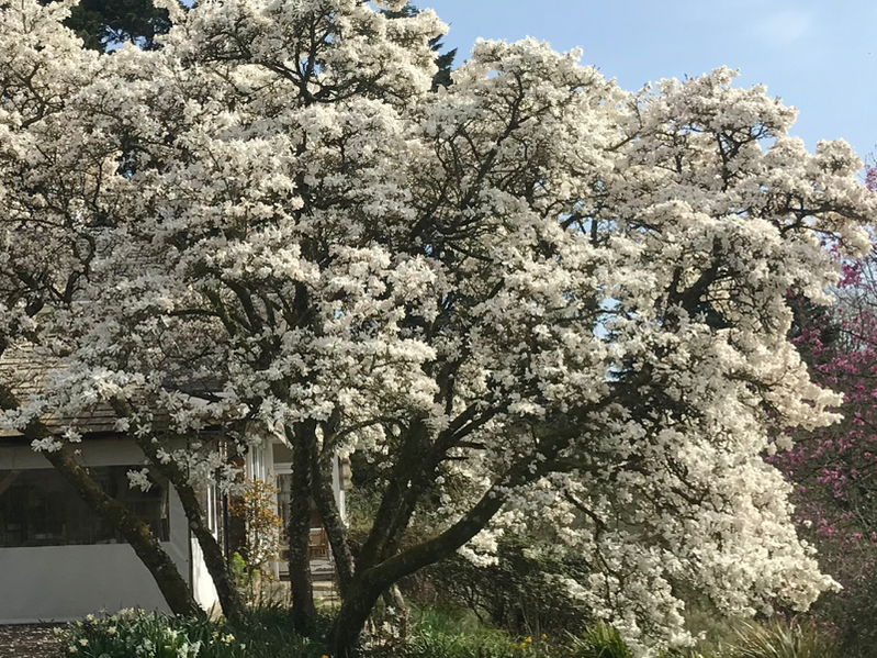 Tales from the garden - March