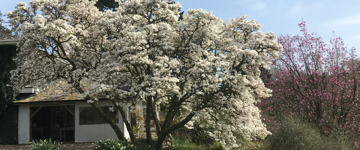 Tales from the garden - March