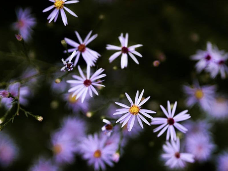 beautiful flowers