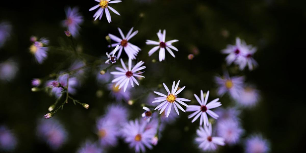 beautiful flowers